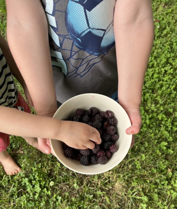 blackberries in a bowl freshly picked with a child's hand reaching in to eat